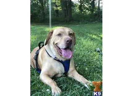 Labrador Retriever stud dog: a labrador retriever dog lying on grass