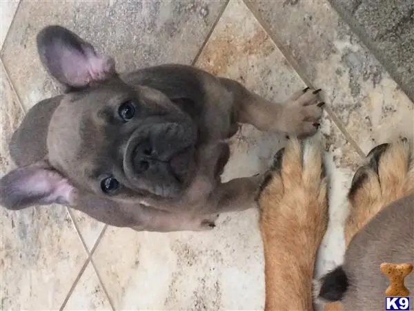 French Bulldog puppy for sale