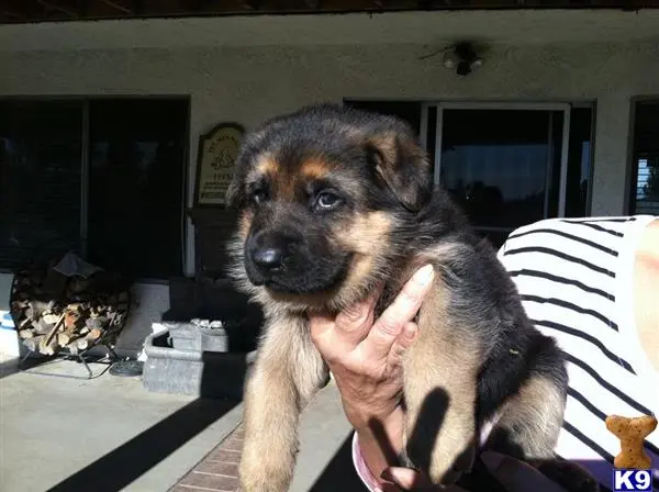 German Shepherd puppy for sale