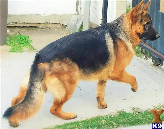 German Shepherd puppy for sale