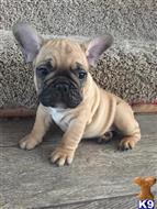 french bulldog puppy posted by knochen