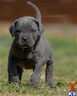 cane corso puppy posted by knojuanas