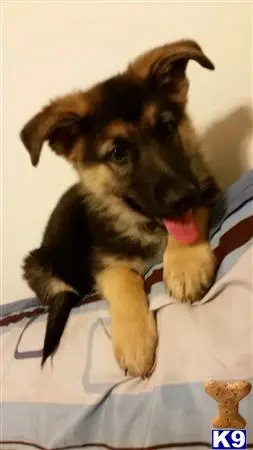 German Shepherd stud dog