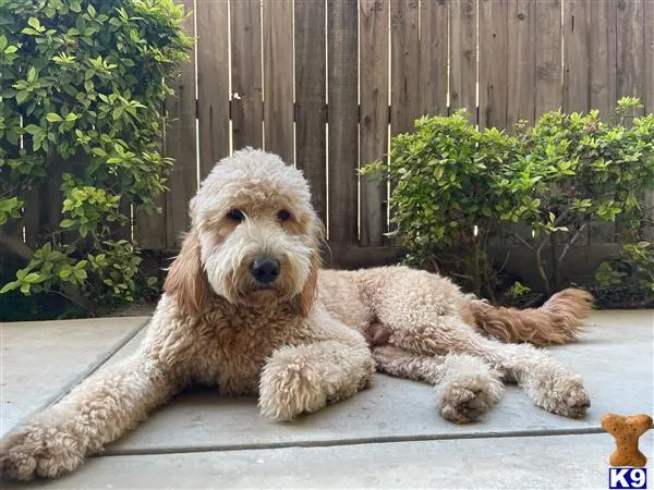 Goldendoodles stud dog