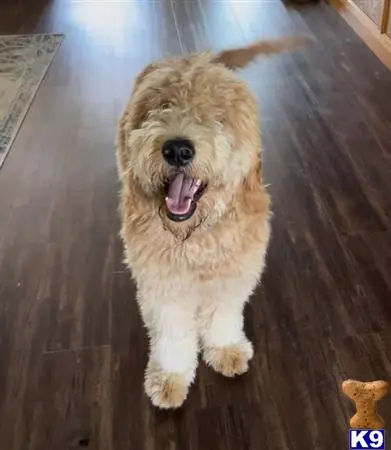 Goldendoodles stud dog