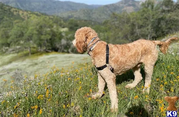 Goldendoodles stud dog