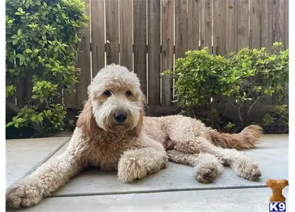 Goldendoodles