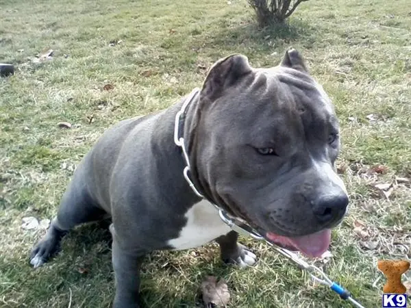 American Pit Bull stud dog