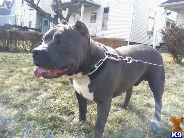 American Pit Bull stud dog