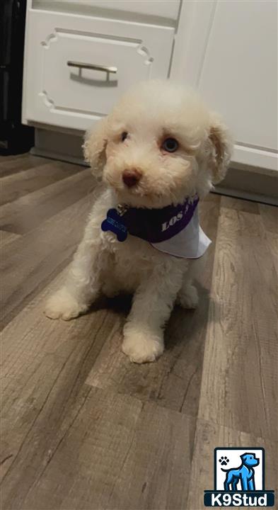 a goldendoodles dog wearing a vest