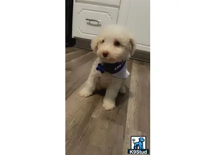a goldendoodles dog wearing a vest