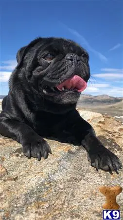 Pug