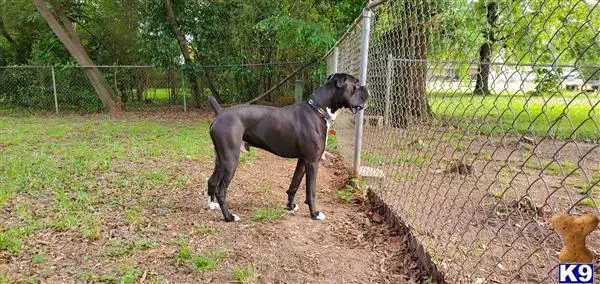 Boxer stud dog