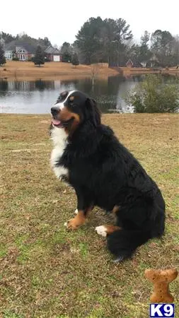 Bernese Mountain Dog