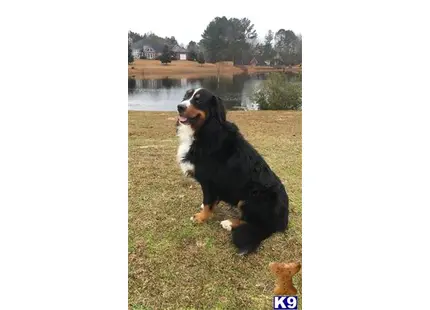 Bernese Mountain Dog