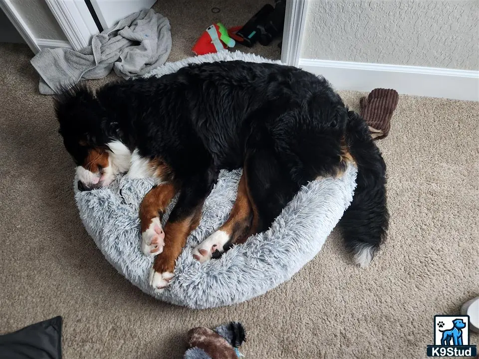 Bernese Mountain Dog