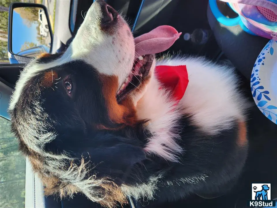 Bernese Mountain Dog stud dog