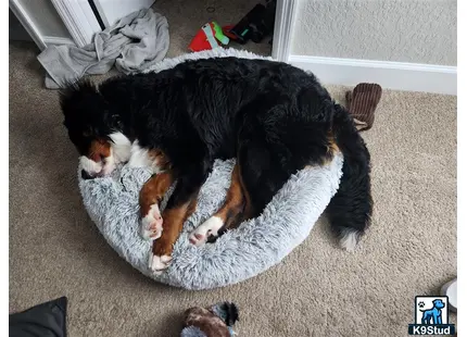 Bernese Mountain Dog