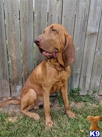 Bloodhound stud dog