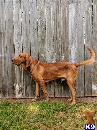 Bloodhound stud dog