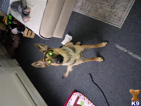 German Shepherd female dog: German Shepherd with glowing eyes sitting on carpeted floor