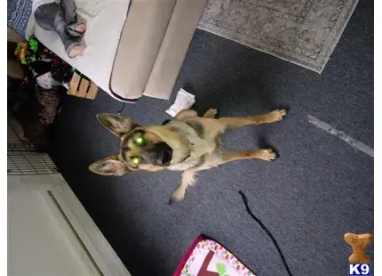 German Shepherd