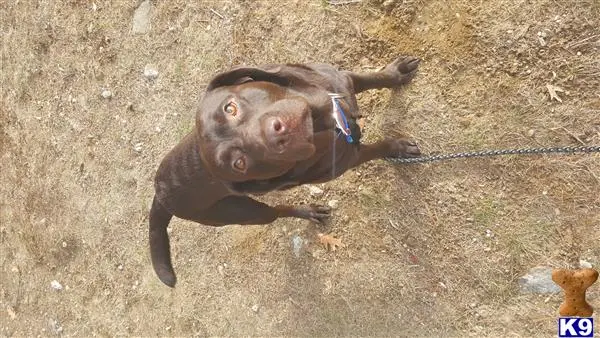 Labrador Retriever stud dog