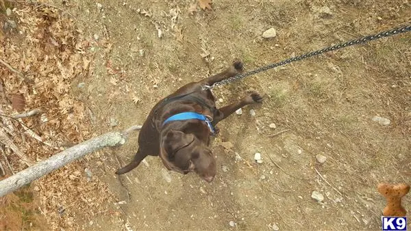 Labrador Retriever stud dog