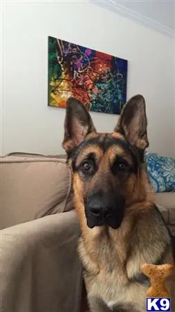 German Shepherd stud dog