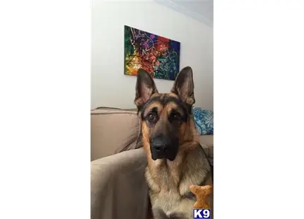 a german shepherd dog sitting on a couch