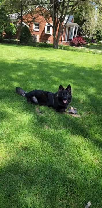 German Shepherd stud dog video