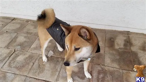 Shiba Inu