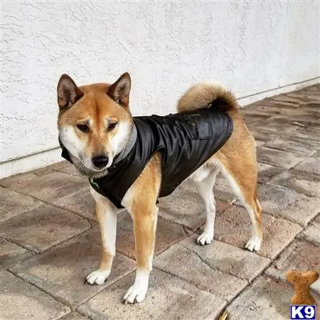 Shiba Inu stud dog