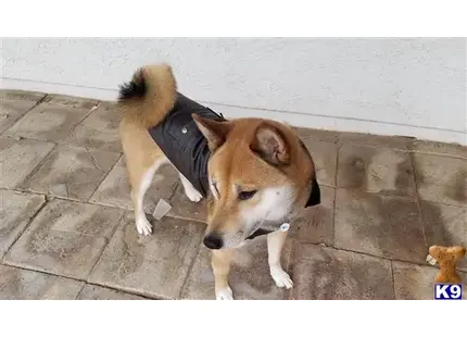 Shiba Inu