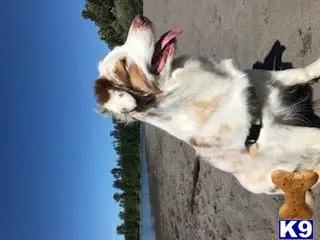 Australian Shepherd female dog