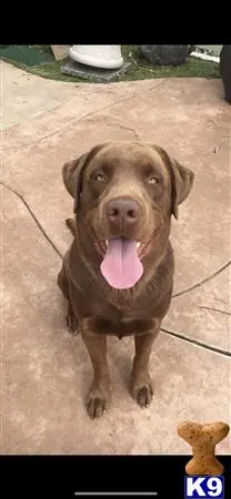 Labrador Retriever stud dog