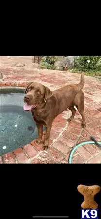 Labrador Retriever stud dog