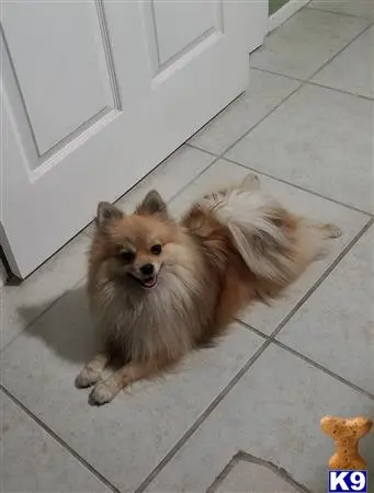 Pomeranian stud dog