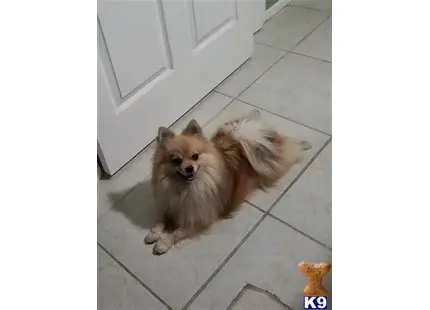 Pomeranian