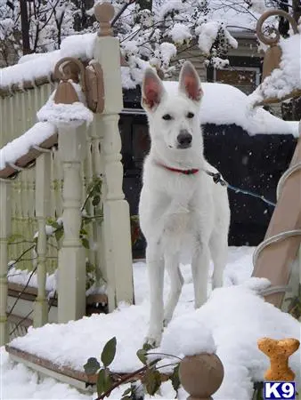 White Swiss Shepherd female dog