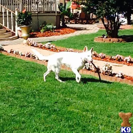 White Swiss Shepherd female dog