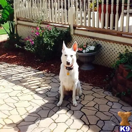 White Swiss Shepherd female dog