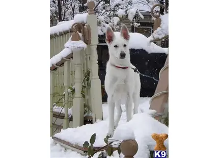 White Swiss Shepherd