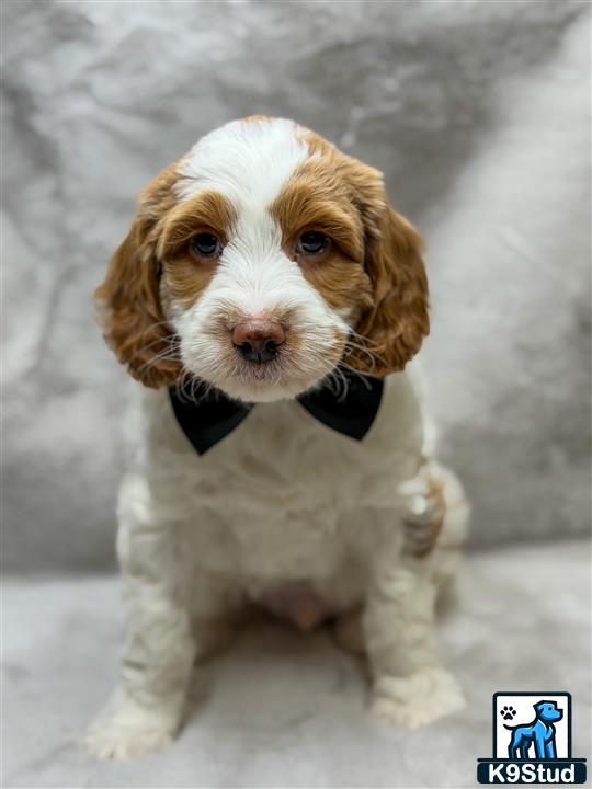 a goldendoodles dog wearing a bow tie