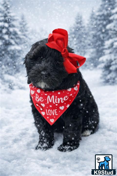 a goldendoodles dog wearing a garment