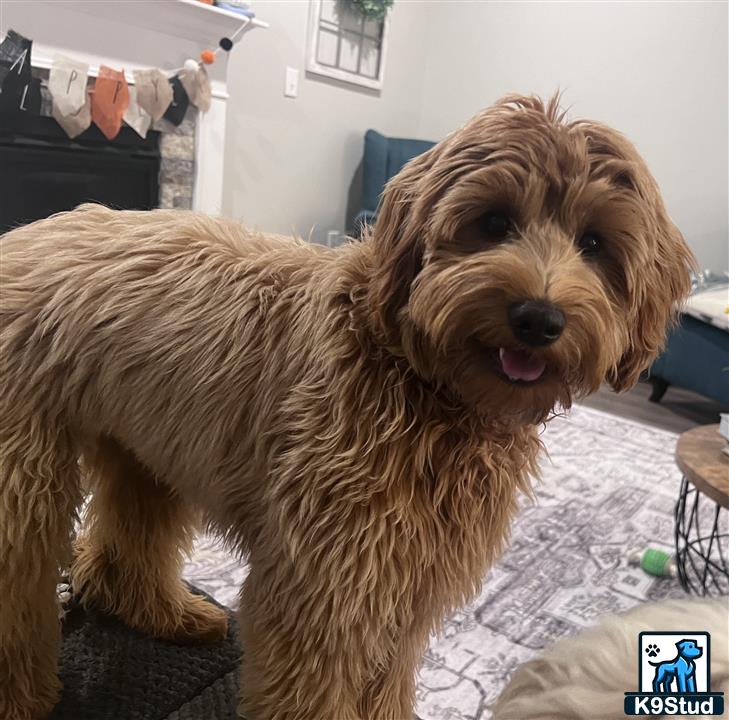 a goldendoodles dog standing on a carpet