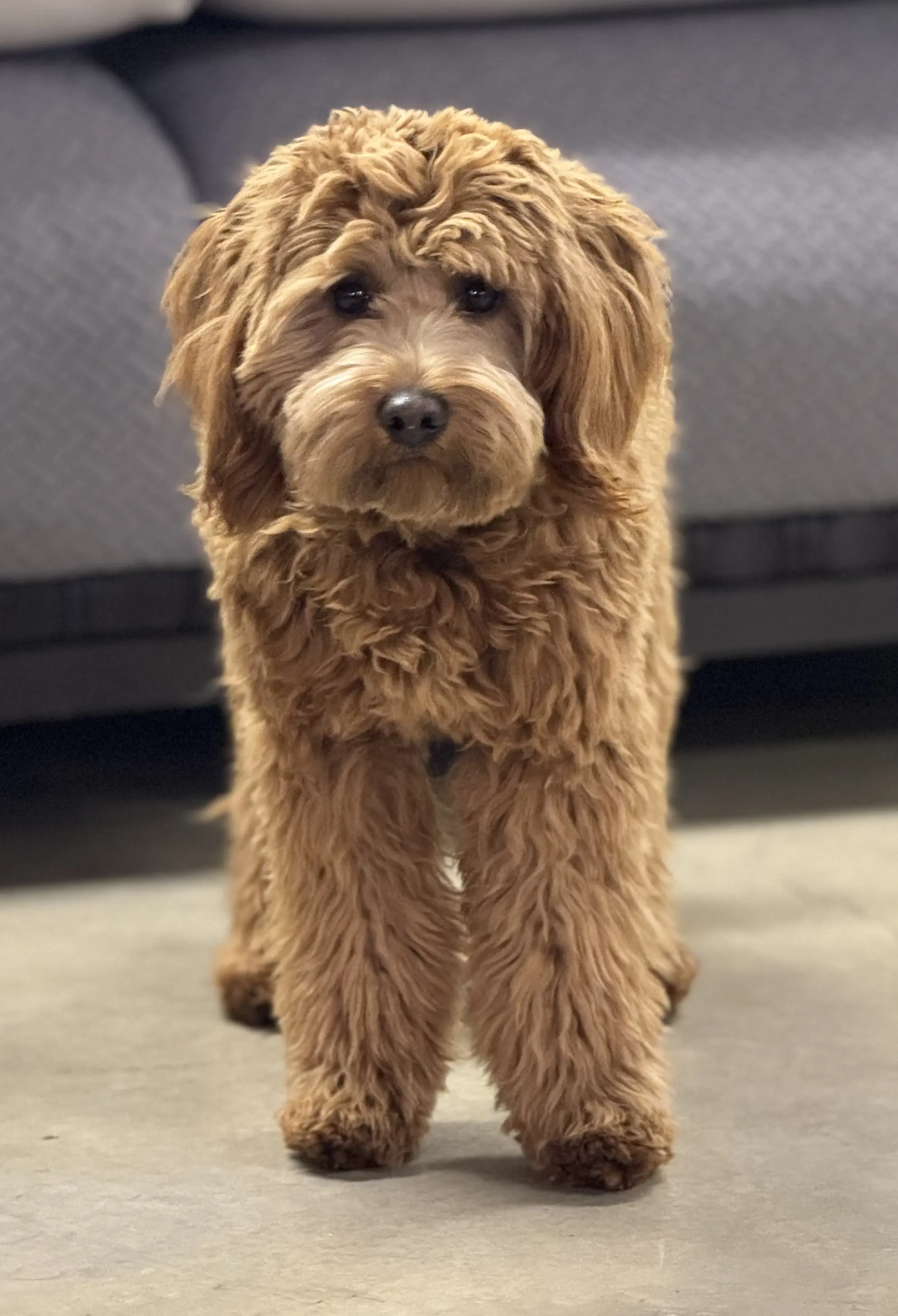 Goldendoodles stud dog