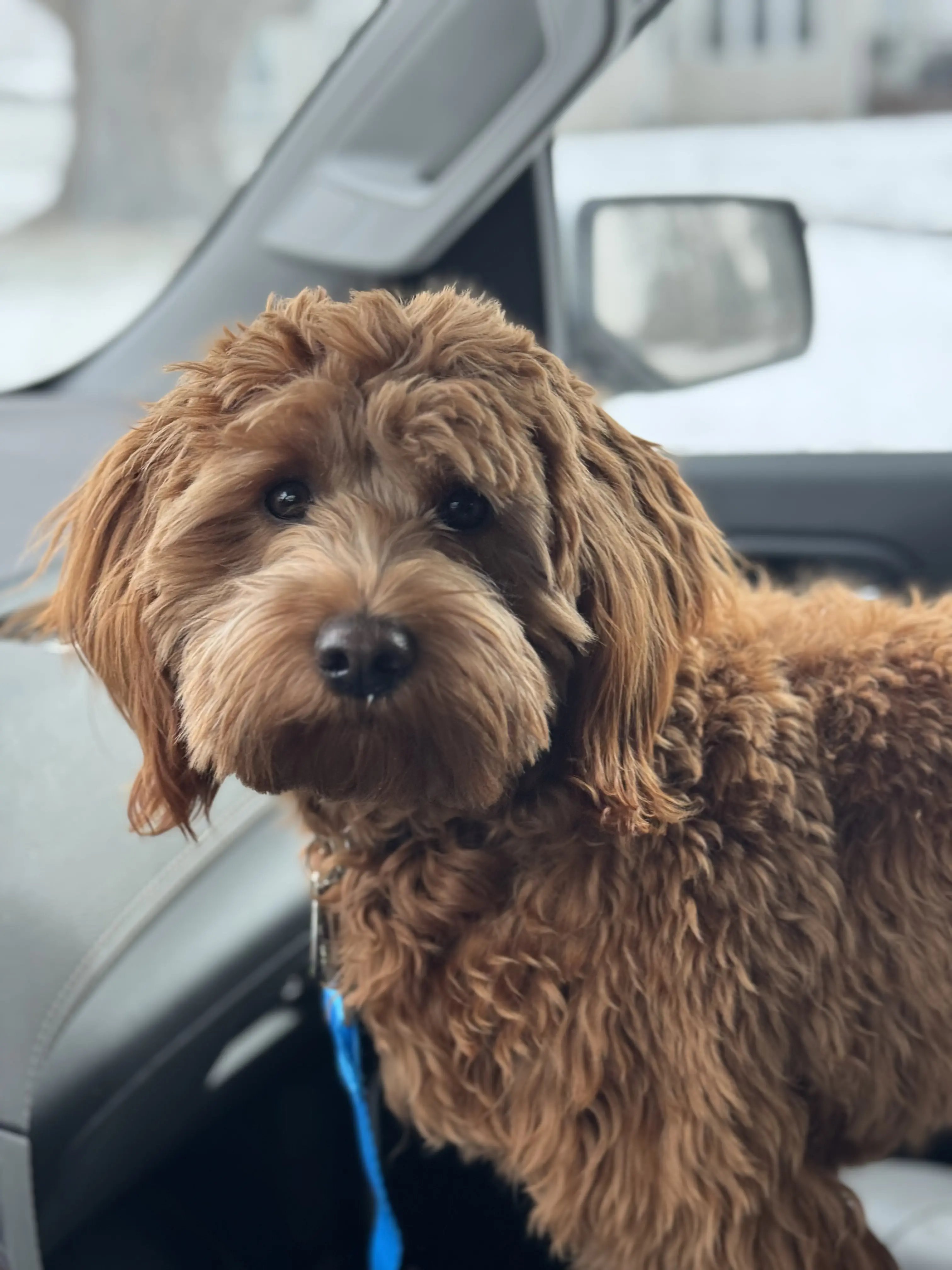 Goldendoodles stud dog: Curly, reddish-brown Goldendoodle sitting in a car