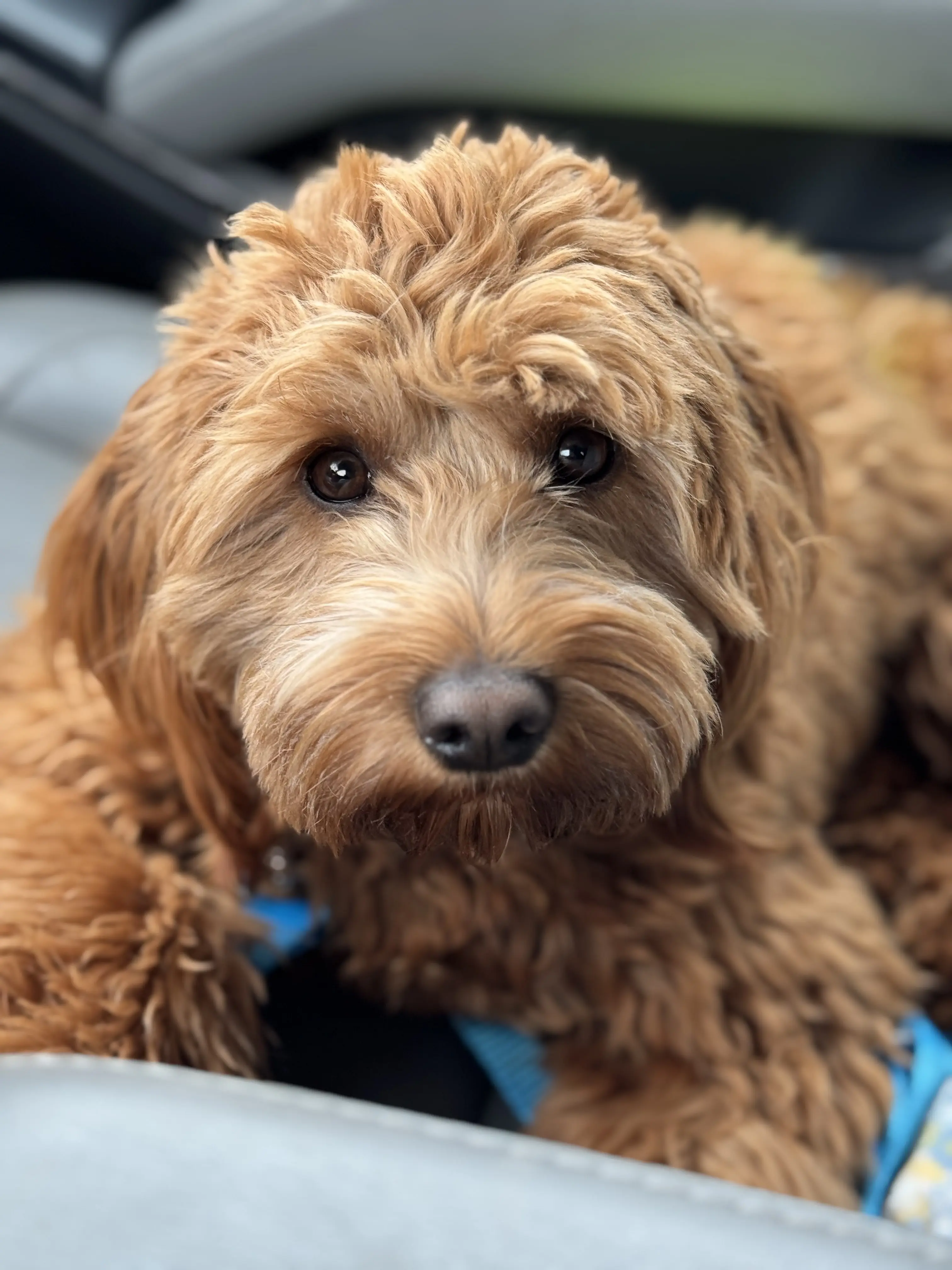 Goldendoodles stud dog: Fluffy golden-brown Goldendoodle resting in a car seat