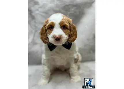 a goldendoodles dog wearing a bow tie
